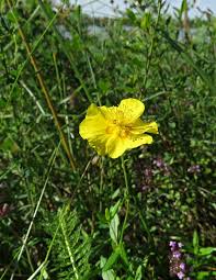 Attēlu rezultāti vaicājumam “xComagaria rosea  flower”