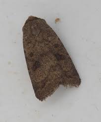 Attēlu rezultāti vaicājumam “Caradrina morpheus”