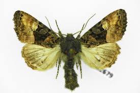 Attēlu rezultāti vaicājumam “Euplexia lucipara”