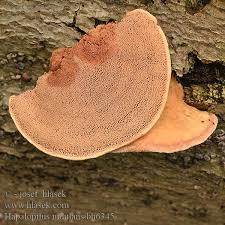 Attēlu rezultāti vaicājumam “Hapalopilus nidulans”