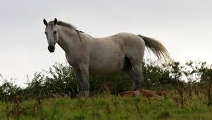 Attēlu rezultāti vaicājumam “Equus ferus caballus”