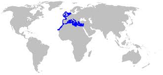 Image result for Mustelus asterias