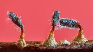 Attēlu rezultāti vaicājumam “Lycogala exiguum aggr. spores”