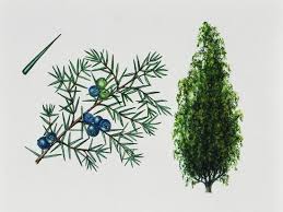Attēlu rezultāti vaicājumam “Juniperus communis leaf”