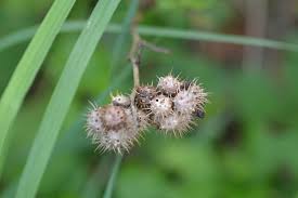 Attēlu rezultāti vaicājumam “Diplolepis bicolor”