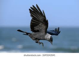 Attēlu rezultāti vaicājumam “Corvus monedula adult”