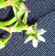 Attēlu rezultāti vaicājumam “Spergularia marina bud”