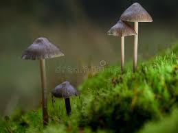 Attēlu rezultāti vaicājumam “Mycena abramsii”