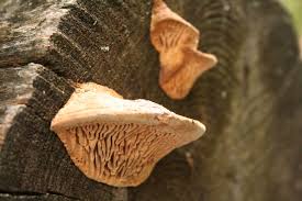 Attēlu rezultāti vaicājumam “Daedalea quercina”