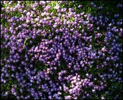 Attēlu rezultāti vaicājumam “Cymbalaria muralis flower”