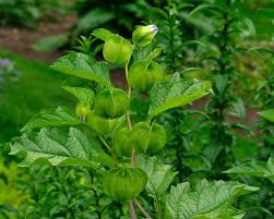 Attēlu rezultāti vaicājumam “Nicandra physalodes fruit”