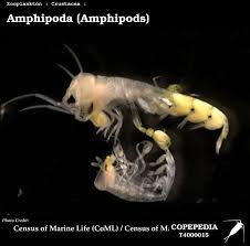Attēlu rezultāti vaicājumam “Amphipoda”