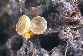 Attēlu rezultāti vaicājumam “Ascobolus furfuraceus”