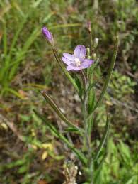 Attēlu rezultāti vaicājumam “Epilobium roseum flower”