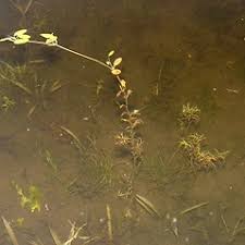 Attēlu rezultāti vaicājumam “Potamogeton rutilus”