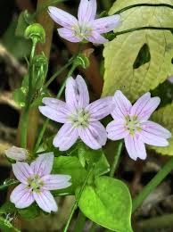 Attēlu rezultāti vaicājumam “Claytonia sibirica”