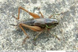 Attēlu rezultāti vaicājumam “Metrioptera roeselii”