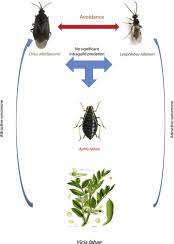 Attēlu rezultāti vaicājumam “Aphis fabae”