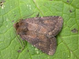 Attēlu rezultāti vaicājumam “Rusina ferruginea male”