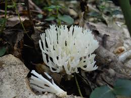 Attēlu rezultāti vaicājumam “Ramariopsis kunzei”