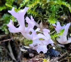 Attēlu rezultāti vaicājumam “Comatricha pulchella”