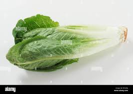 Image result for Römischer Salat
