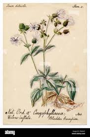 Attēlu rezultāti vaicājumam “Silene otites fruit”