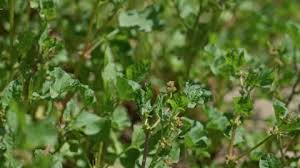 Attēlu rezultāti vaicājumam “Atriplex patula”