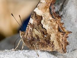 Attēlu rezultāti vaicājumam “Nymphalis xanthomelas underside”