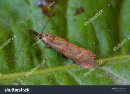 Attēlu rezultāti vaicājumam “Hypochalcia ahenella”