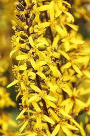 Attēlu rezultāti vaicājumam “Lycogala leopardinum young”