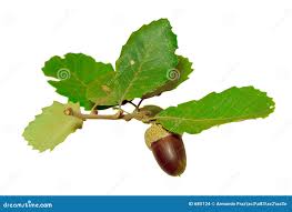 Attēlu rezultāti vaicājumam “Phleogena faginea young”