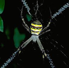 Image result for st andrews cross spider