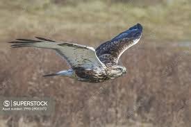 Attēlu rezultāti vaicājumam “Buteo lagopus”