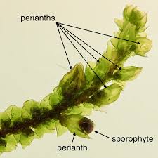 Attēlu rezultāti vaicājumam “Bryum pallens sporophyte”