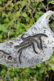 Attēlu rezultāti vaicājumam “Eriogaster lanestris larva”