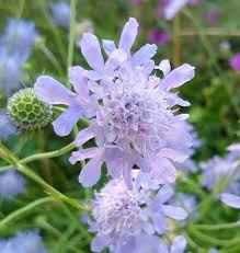 Attēlu rezultāti vaicājumam “Knautia arvensis”