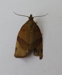 Attēlu rezultāti vaicājumam “Pandemis cerasana”