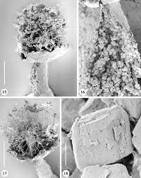 Attēlu rezultāti vaicājumam “Diderma chondrioderma spores”