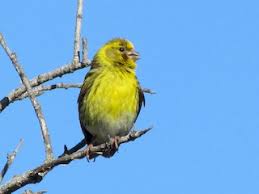 Image result for Serinus serinus