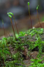 Attēlu rezultāti vaicājumam “Callicladium haldanianum”