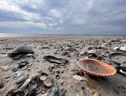 Image result for mountain top seashell