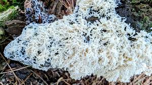 Attēlu rezultāti vaicājumam “Oligonema favogineum”