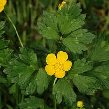 Attēlu rezultāti vaicājumam “Ranunculus cassubicus”