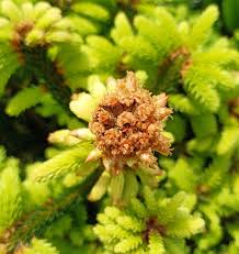 Attēlu rezultāti vaicājumam “Picea abies female flower”