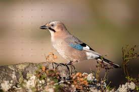 Attēlu rezultāti vaicājumam “Garrulus glandarius adult”
