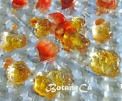 Attēlu rezultāti vaicājumam “Calla palustris fruit”