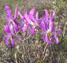 Attēlu rezultāti vaicājumam “Rhododendron canadense”
