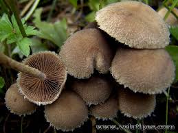 Attēlu rezultāti vaicājumam “Psathyrella lacrymabunda”