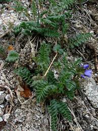 Attēlu rezultāti vaicājumam “Ptilidium pulcherrimum sporophyte”